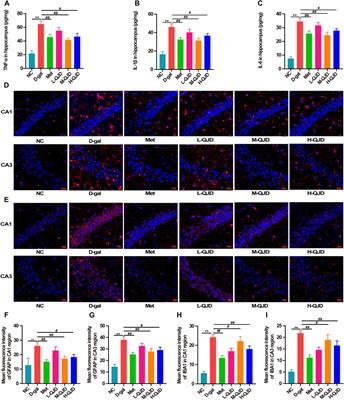 Qiangji Decoction Alleviates Neurodegenerative Changes and Hippocampal Neuron Apoptosis Induced by D-Galactose via Regulating AMPK/SIRT1/NF-κB Signaling Pathway